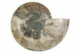 Cut & Polished Ammonite Fossil (Half) - Madagascar #371453-1